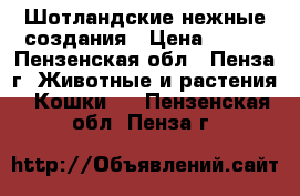 Шотландские нежные создания › Цена ­ 500 - Пензенская обл., Пенза г. Животные и растения » Кошки   . Пензенская обл.,Пенза г.